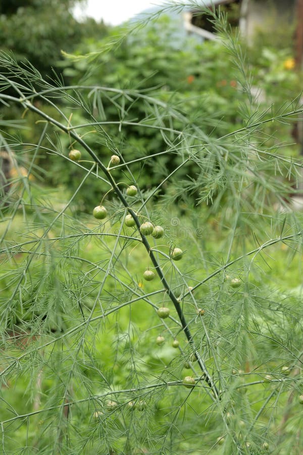Fruit of asparagus stock image. Image of leaves, grow 85968113