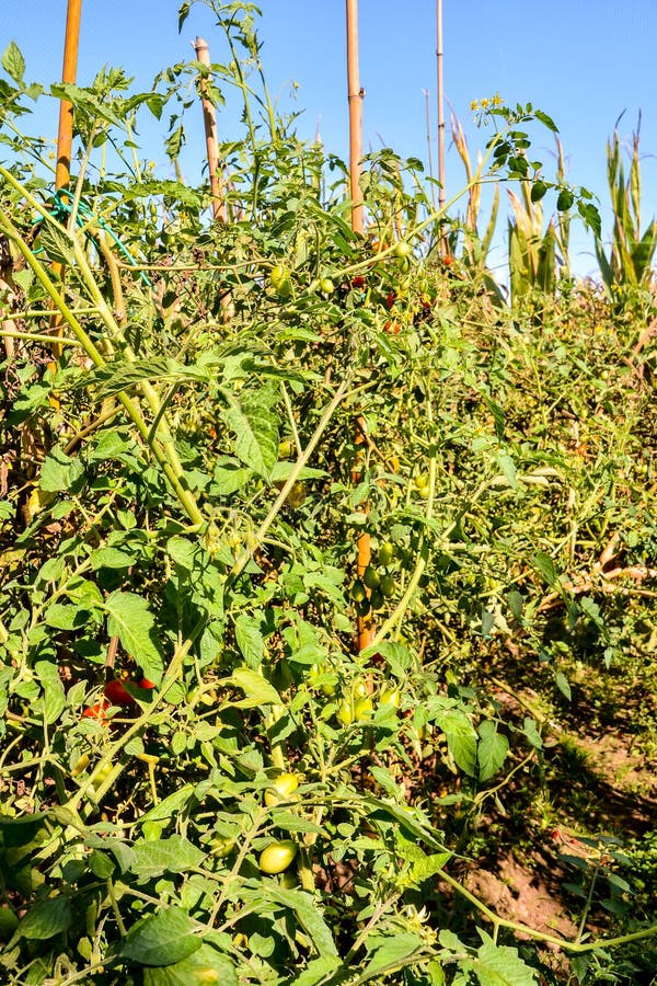 Fruit Background Texture stock image. Image of fresh 120023915