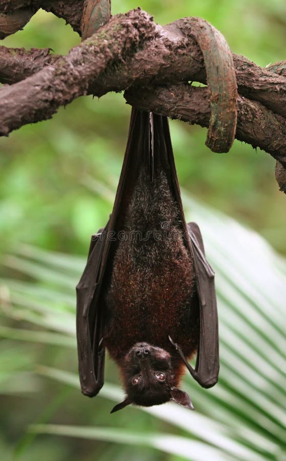 Fruit Bat stock photography