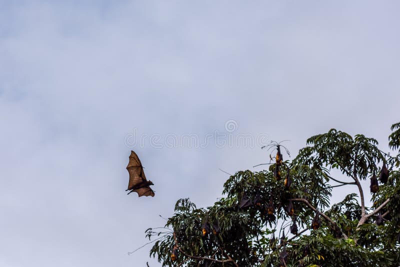 Fruit Bat in Flight during the Day Stock Photo Image of growing