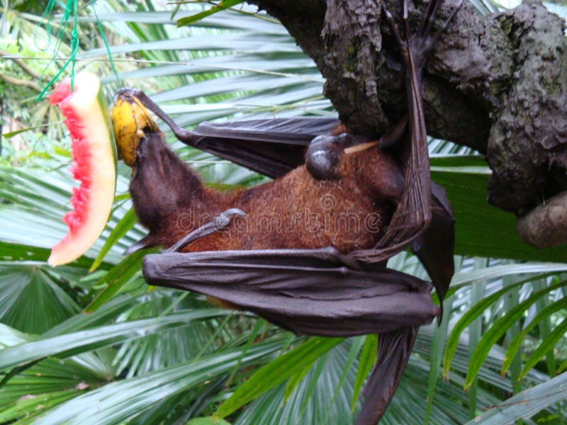 Fruit bat stock photo. Image of fruit, feeding, singapore 111719992