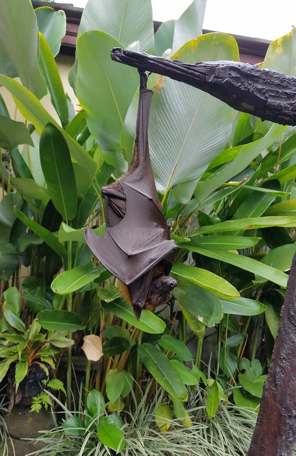 Fruit Bat Hanging in a Tree Stock Image Image of asia, nocturnal 162523541