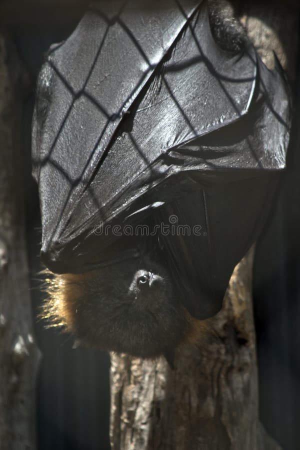 A fruit bat stock photo. Image of nocturnal, radar, spooky 142736632