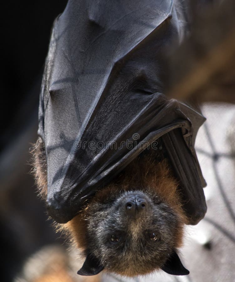 A fruit bat stock photo. Image of tree, rabies, flying 142033792