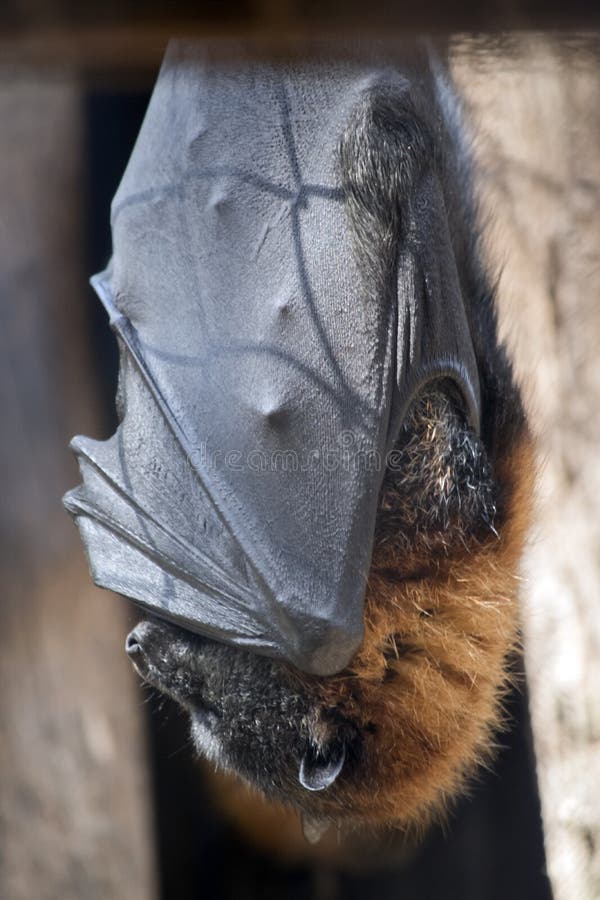 The Fruit Bat is Hanging Upside Down Stock Photo Image of nature