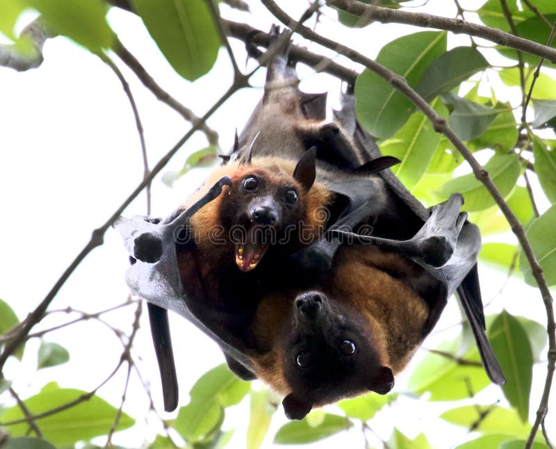 Love making parrots stock photo. Image of avian, wild 19962440