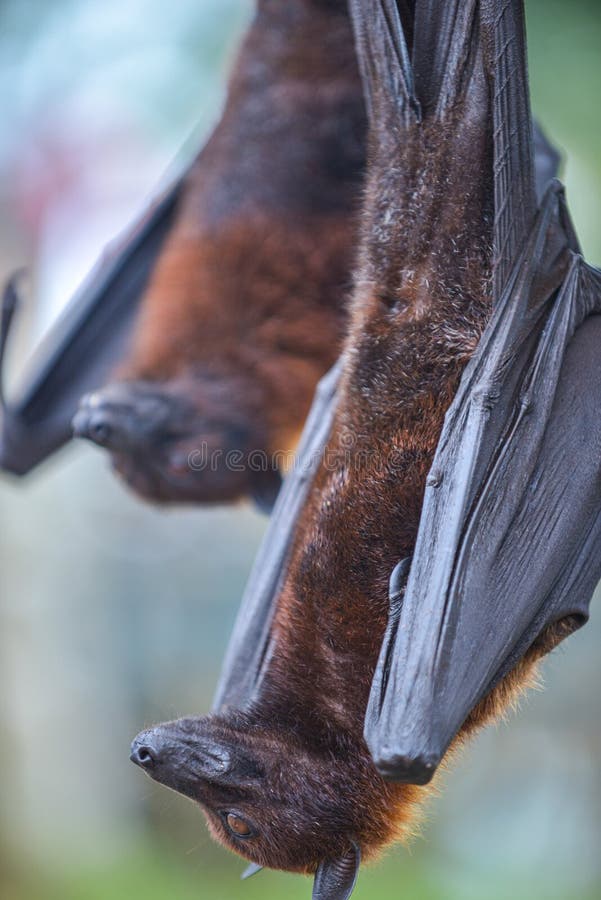Fruit Bat Pteropus Vampyrus or Large Flying Fox Stock Photo Image of