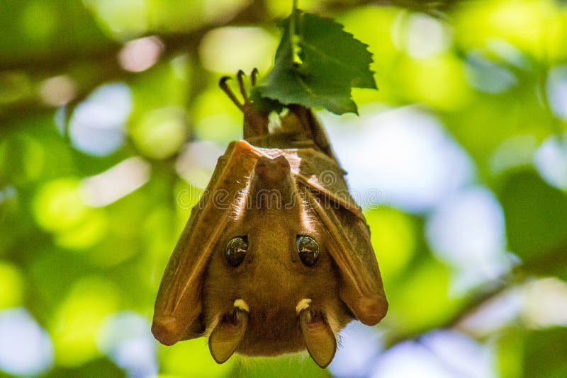 Fruit Bat Up Close with Folded Wings Stock Image Image of flower