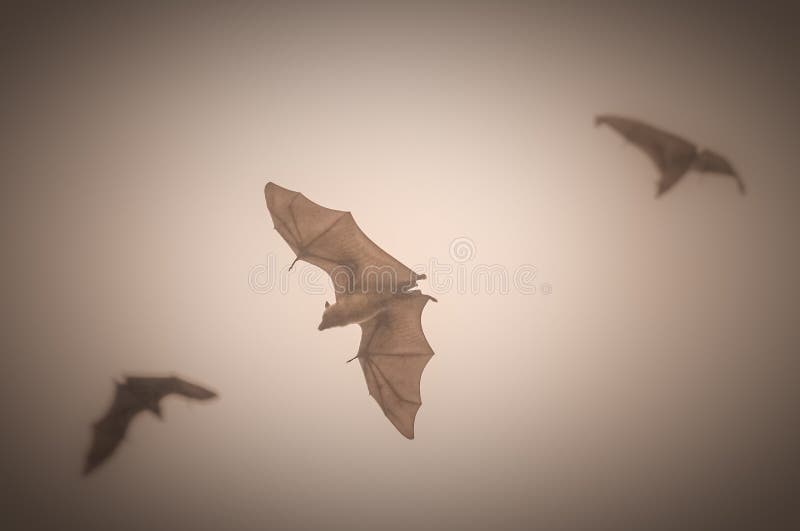 Fruit bats in flight stock image. Image of flying, dusk 43986907