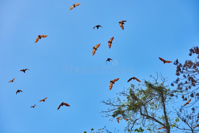 Fruit Bats Flying Palawan Philippines Stock Image Image of asia, bats