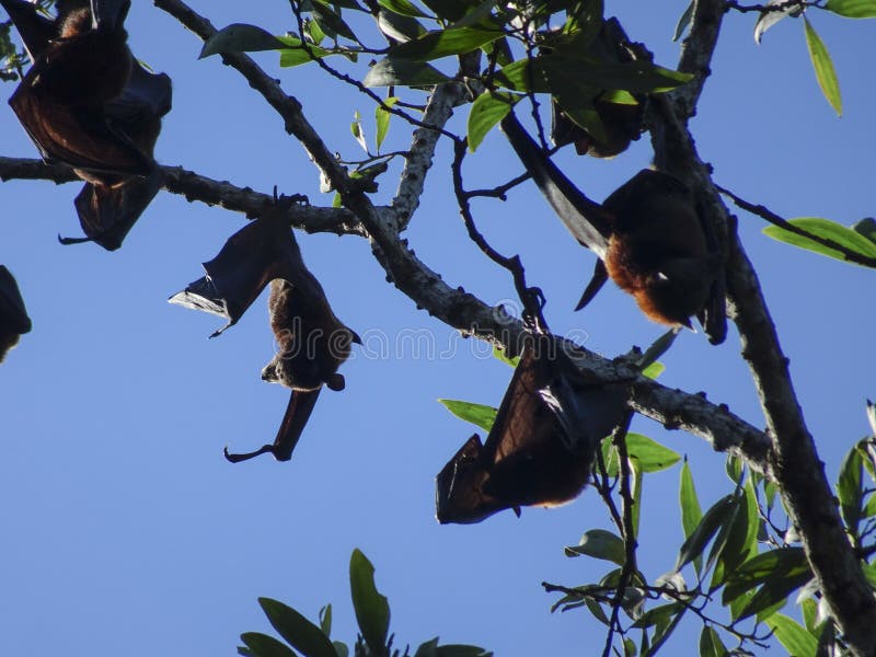 Fruit Bats Hang Upside Down from Tree Branches Stock Photo Image of