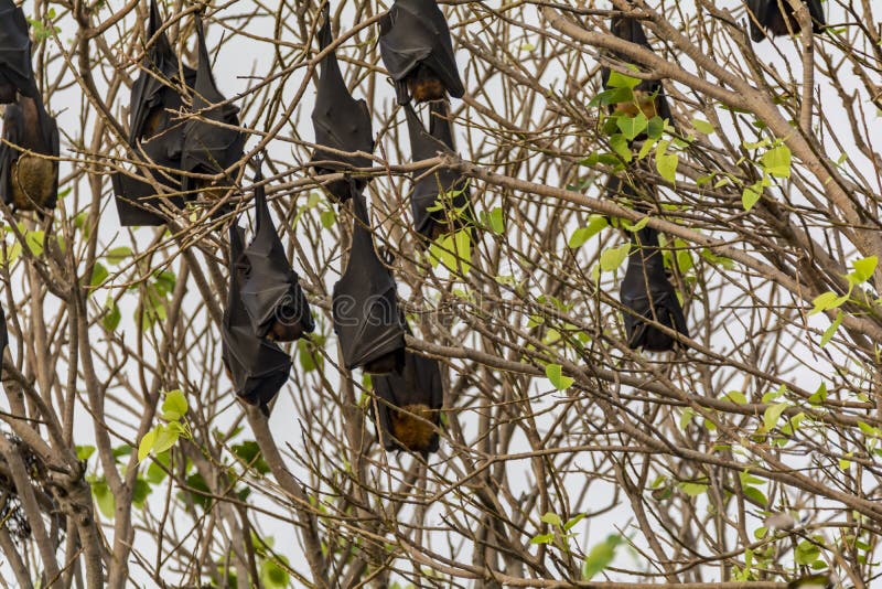 Fruit Bats Hanging Upside Down on a Tree Stock Photo Image of upside