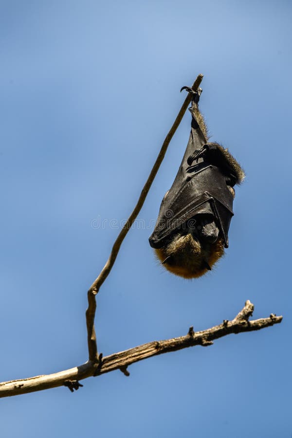 Fruit Bats Hanging Upside Down in a Tree Stock Photo Image of