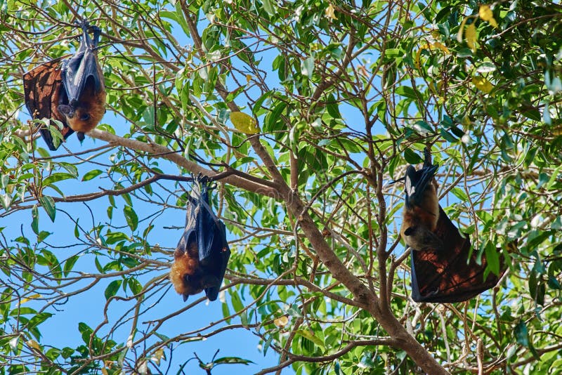 Fruit bats Palawan Philippines.