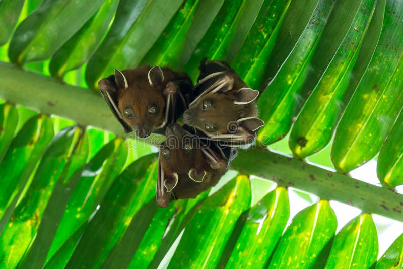 Fruit Bats Sleeping Coconut Tree Stock Image Image of eating, natural
