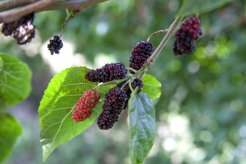 The Fruit of Black Mulberry - Mulberry Tree Stock Image - Image of ...