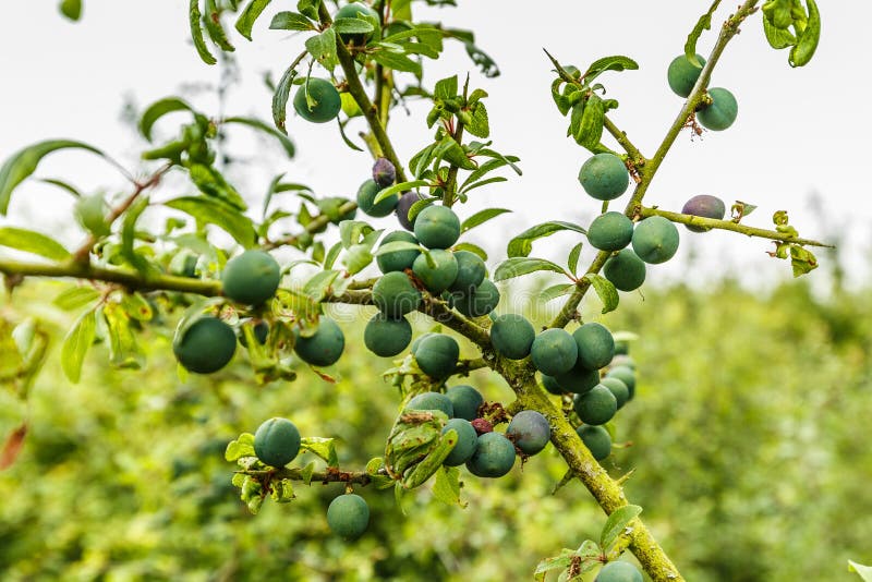 download type of gin made with blackthorn download type of gin made with blackthorn