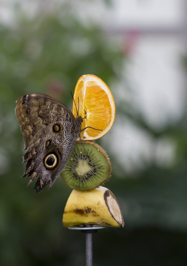 Fruit with butterfly stock photo. Image of alive, nature 25170976