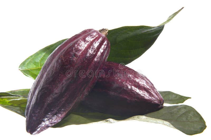 Fruit of the cocoa tree