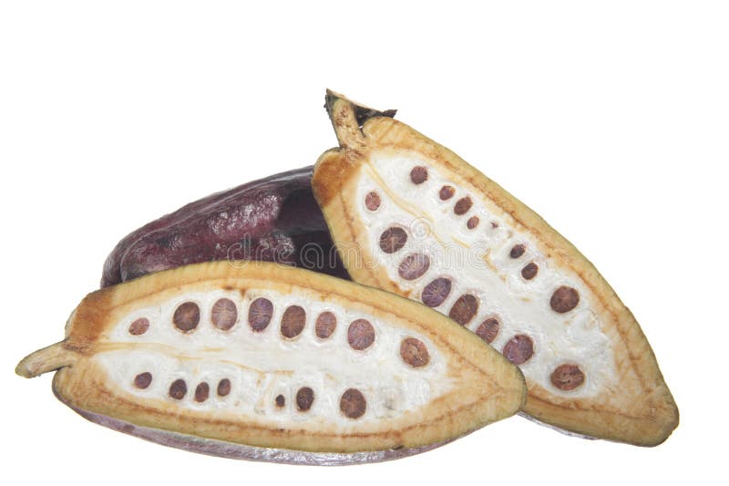 Fruit of the cocoa tree
