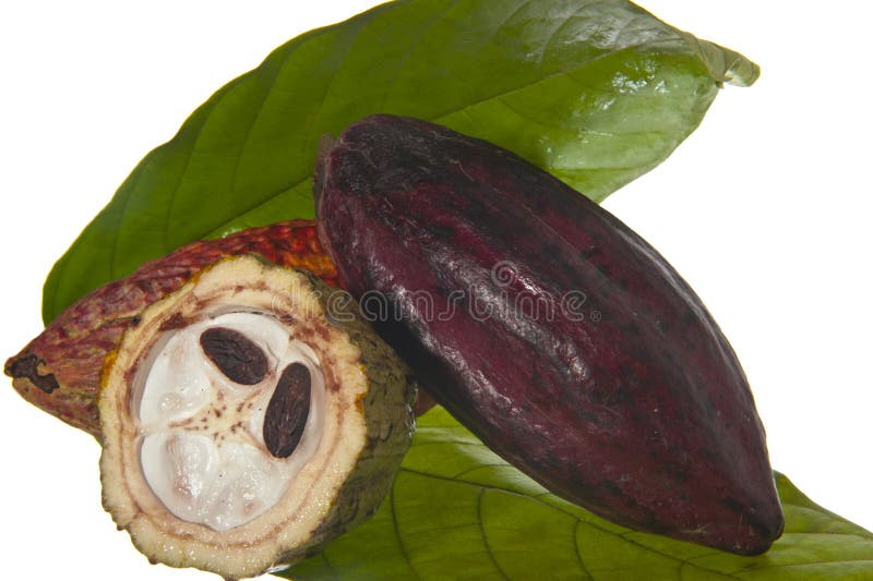 Fruit of the cocoa tree