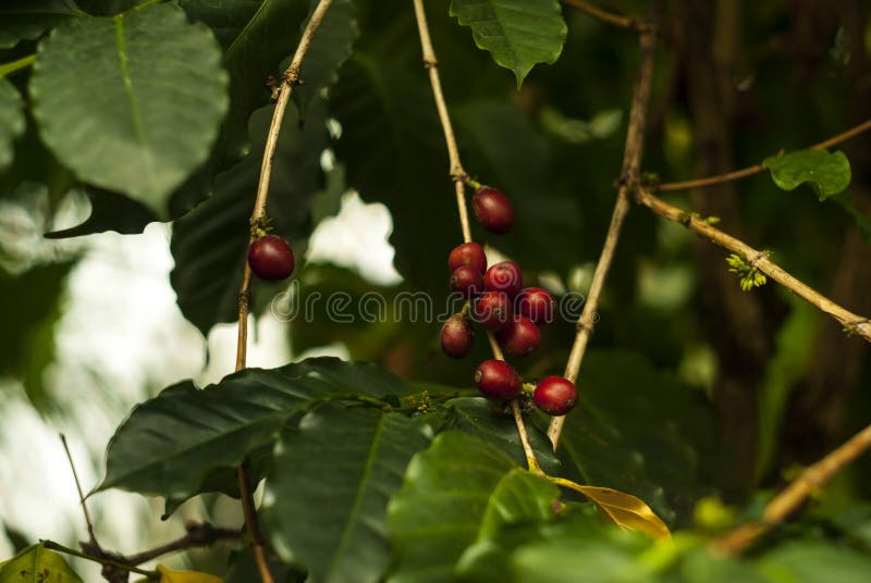 Fruit Coffee Berries on a Coffee Tree Stock Photo Image of canephora, production 114311780