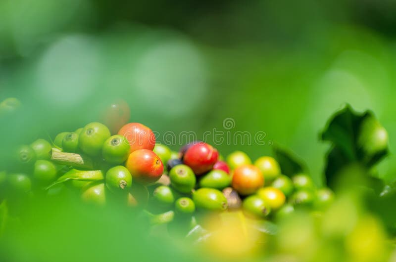 Fruit coffee stock photo. Image of bush, organic, white 173398792