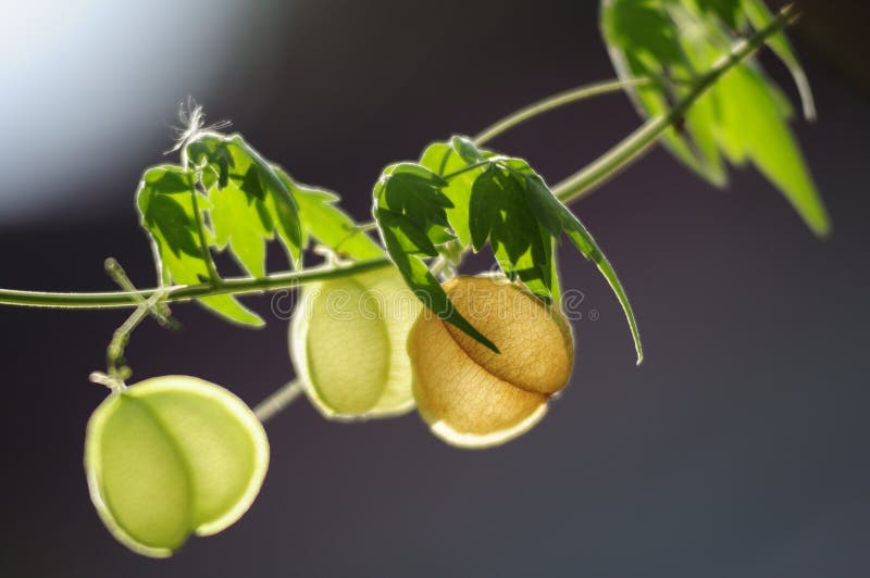 Fruit Creeper Blue Background, Thailand, Asia Stock Photo Image of