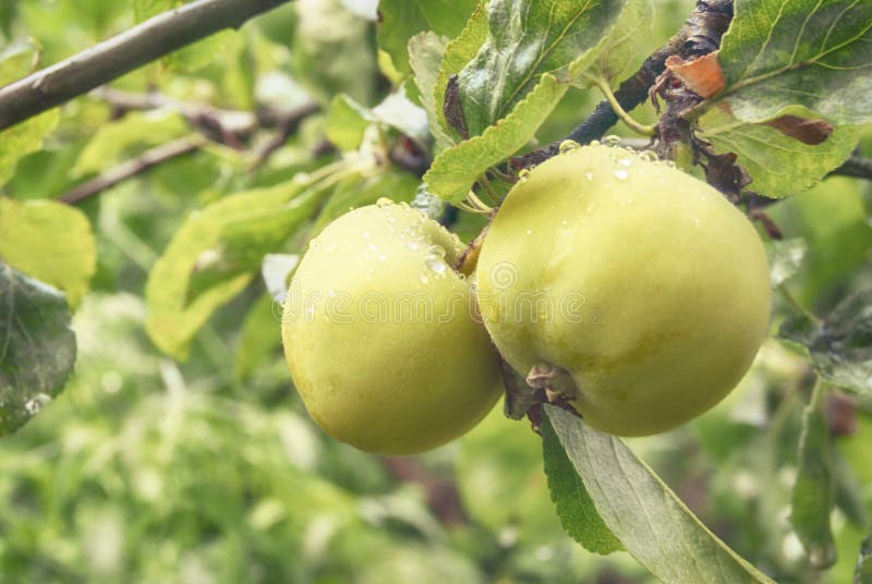 Fruit d'une jeune pomme jaune verte s'élevant sur une branche dans un plan rapproché de jardin de ressort photos libres de droits Fruit d'une jeune pomme jaune verte s'élevant sur une branche dans un plan rapproché de jardin de ressort photos libres de droits