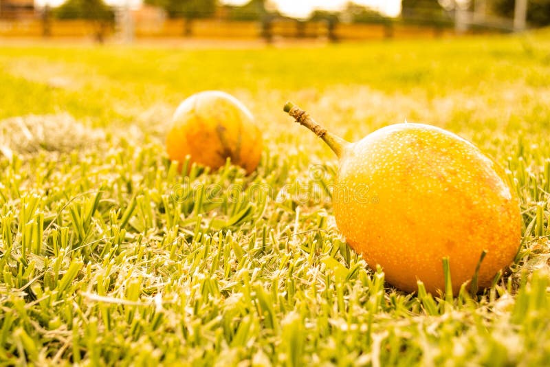 Fruit dans l'herbe photos stock Fruit dans l'herbe photos stock