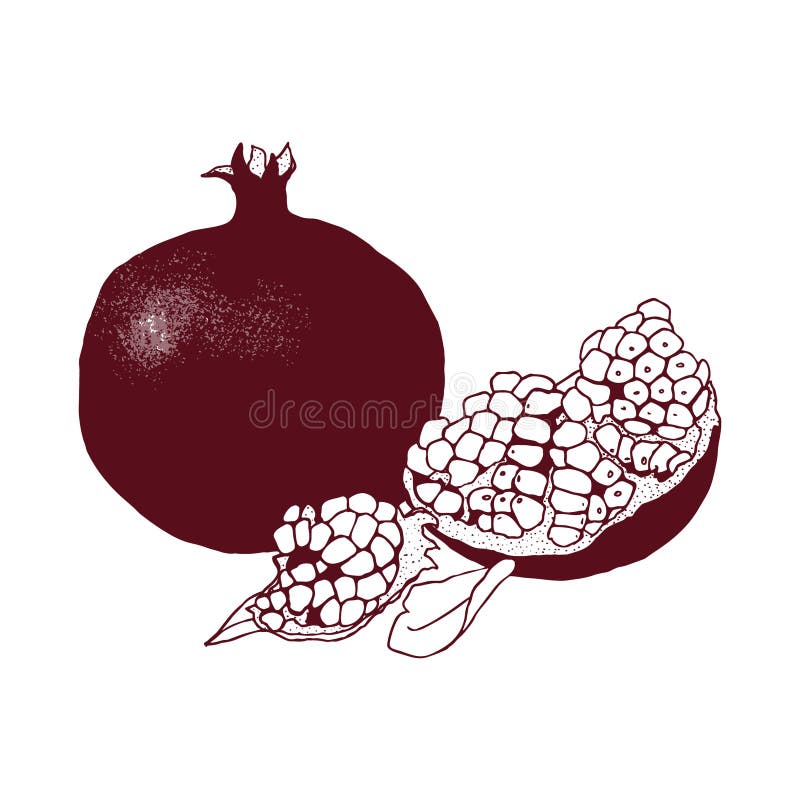 Fruit de grenade d'isolement sur le fond blanc illustration stock Fruit de grenade d'isolement sur le fond blanc illustration stock