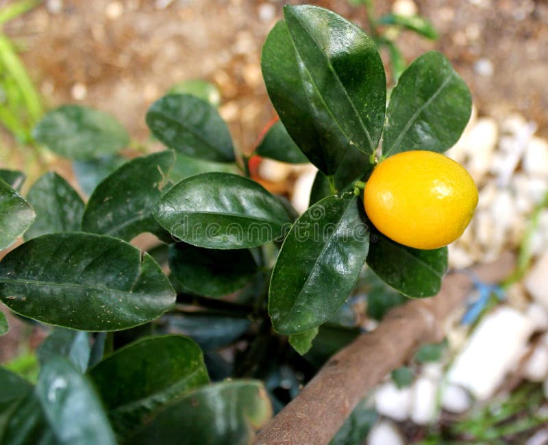 Fruit De Kumquat Mûr Sur Un Arbre Photo stock Image du arbre, fruit