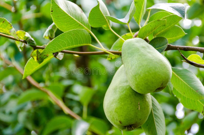 Fruit de poire sur l'arbre dans le jardin de fruit photographie stock libre de droits Fruit de poire sur l'arbre dans le jardin de fruit photographie stock libre de droits