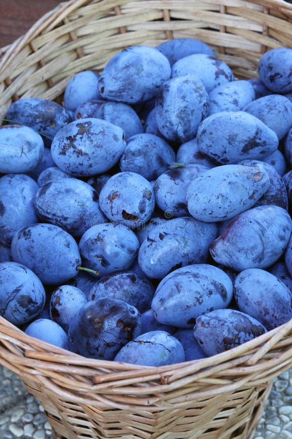 free download prune fruit free download prune fruit