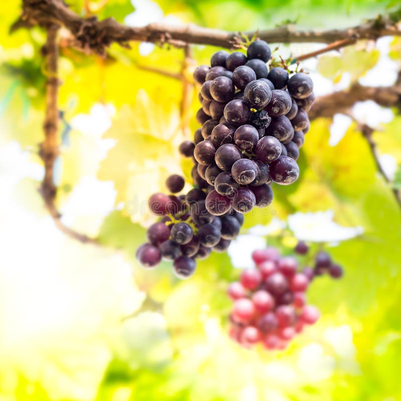 Fruit de raisin photo stock. Image du groupe, batterie 36829486