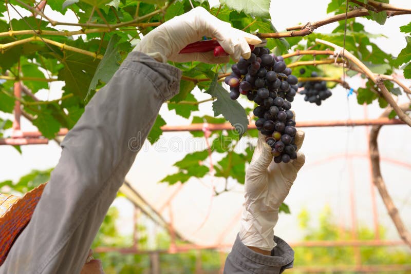 Fruit de raisin dans la ferme photo stock Fruit de raisin dans la ferme photo stock