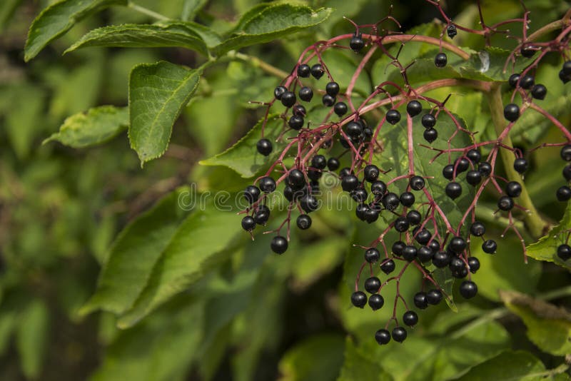 Fresh fruit elderberry stock photo. Image of green, nature 33836750