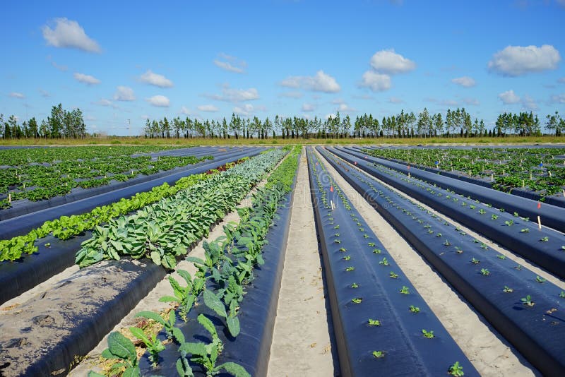 Pineapple Plant, Tropical Fruit Growing in a Farm Stock Image Image