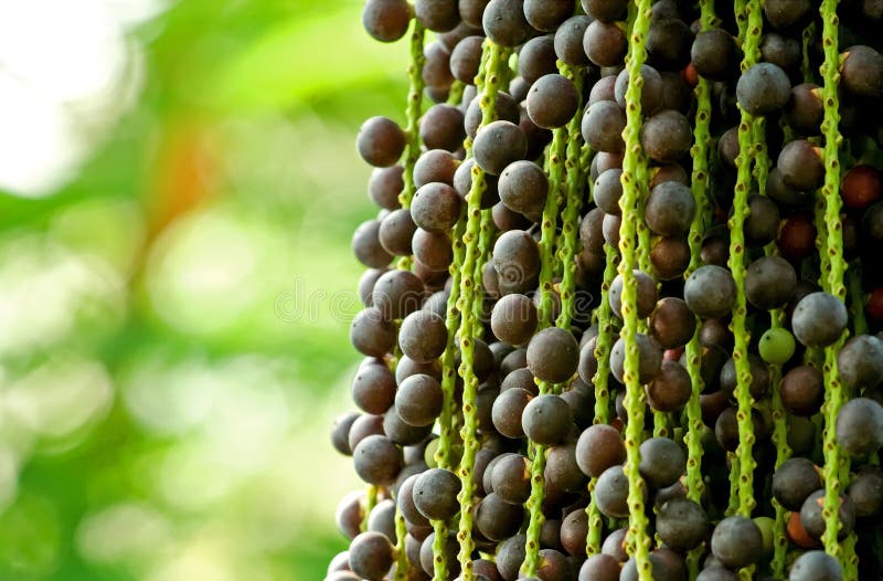 Fruit of Fishtail Palm. Fruit growing on a fishtail palm tree royalty free stock photo