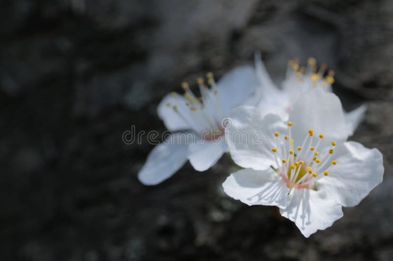 Fruit flowers.