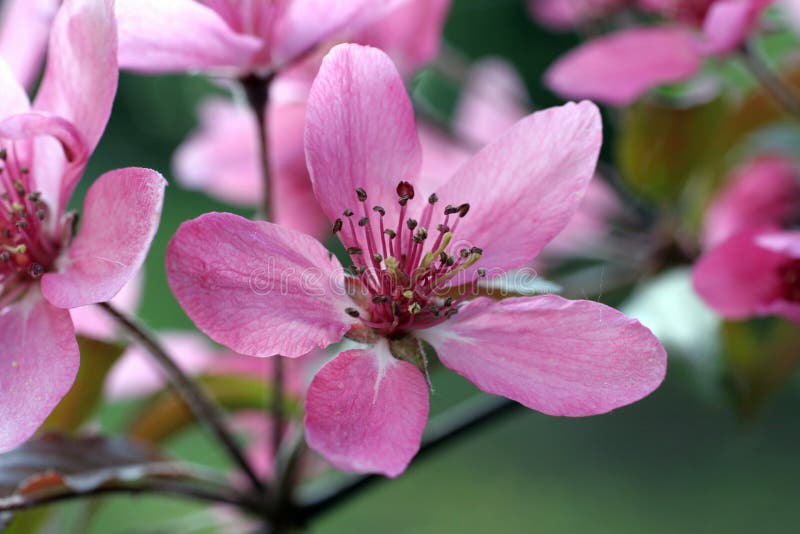 Fruit flowers