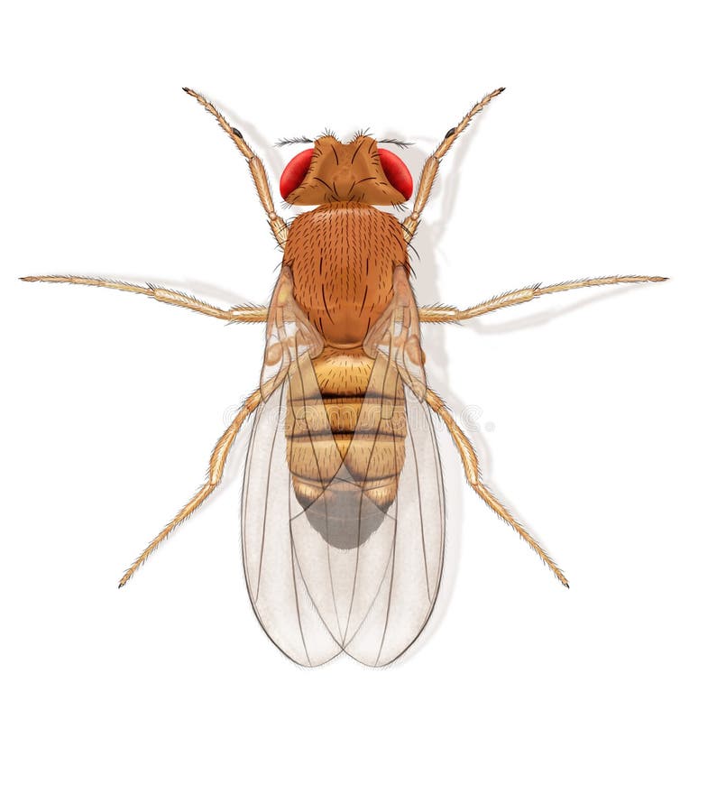 clipart fruit flies