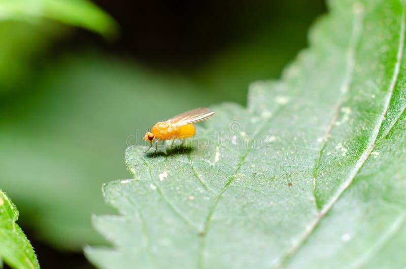 Fruit Fly or Lesser Fruit Fly Drosophila Melanogaster Stock Image Image of housefly, fruit