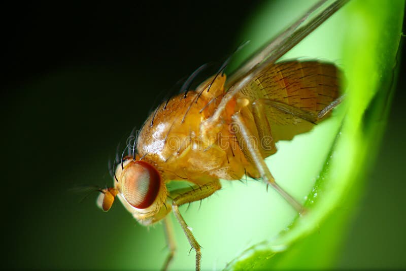 Fruit fly eye close up stock photo. Image of microscope 29981812