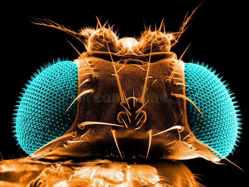 Fruit fly stock image. Image of zoology, laboratory, electron 51632373