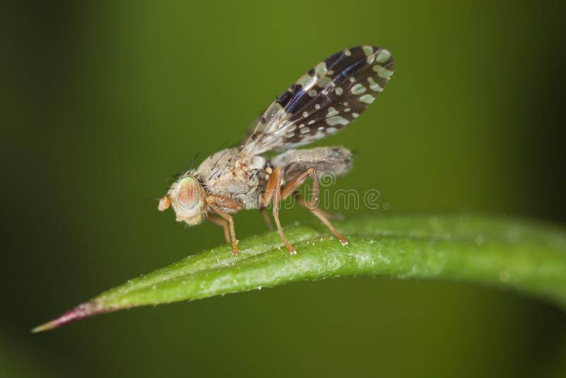 Fruit fly (Tephritidae) sitting on leaf