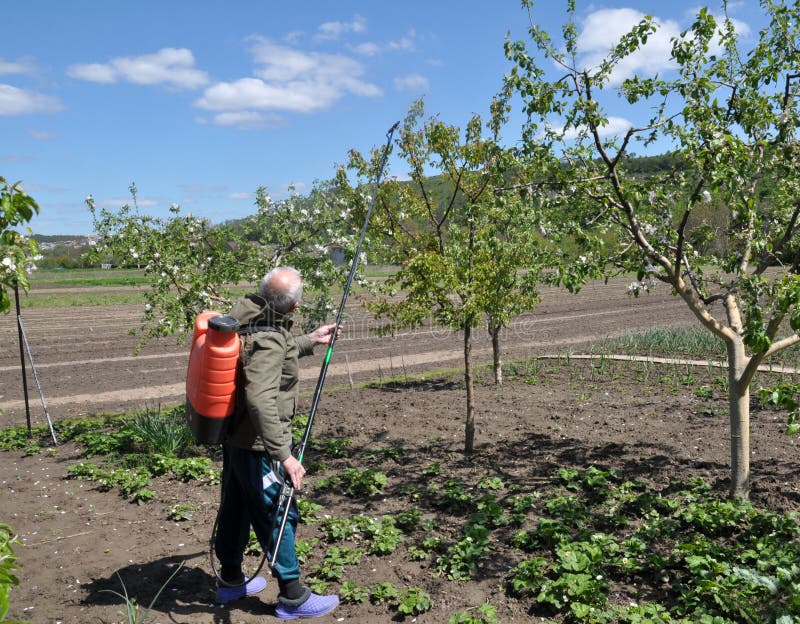 A Farmer Sprays Pesticides on His Green Paddy Field with a Spray