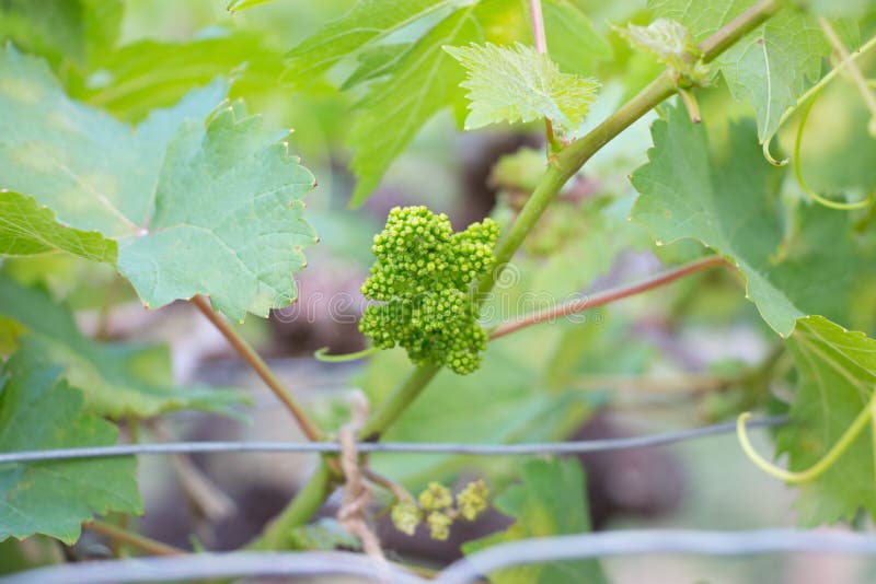 Fruit of the Grape stock image. Image of nature, grape 45945983