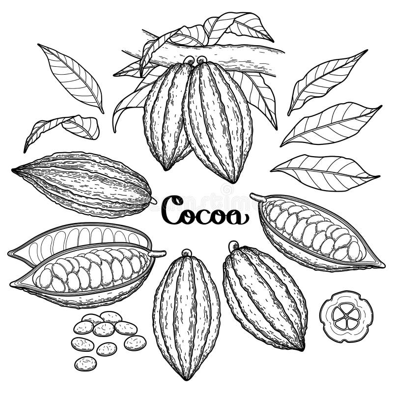 Fruit graphique de cacao illustration de vecteur. Illustration du santé