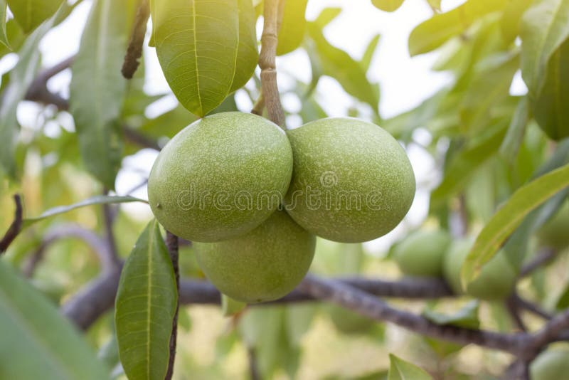Bolas de frutas del árbol Indiginus en geeorgia